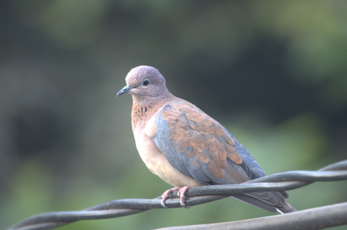 Laughing Dove