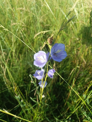 Peach-leaved Bellflower