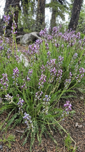 boreal locoweed