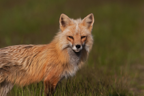 Vulpes vulpes fulva