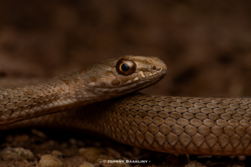 Eastern Montpellier Snake