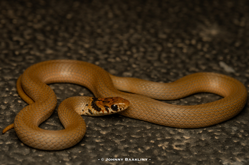 Levantine Dwarf Snake
