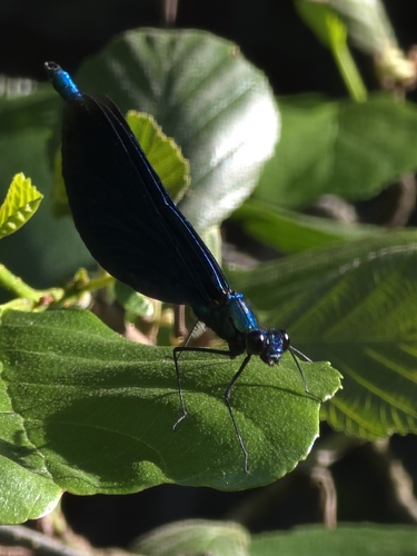 Beautiful Demoiselle