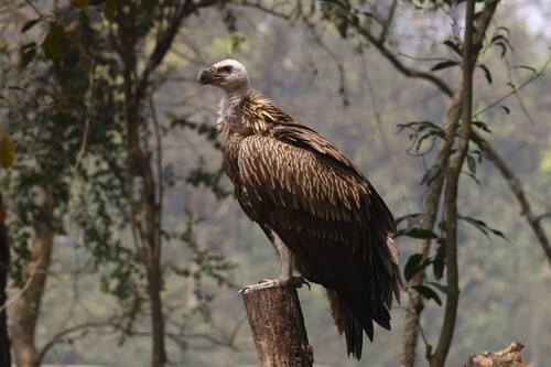 Himalayan Griffon