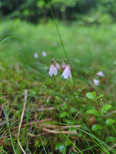 Twinflower