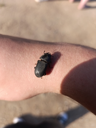 Lesser Stag Beetle