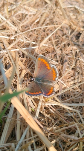 Brown Argus