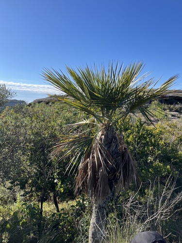 Trithrinax brasiliensis