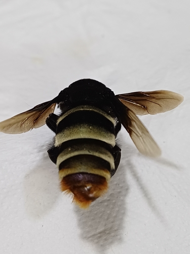Merian's Orchid Bee