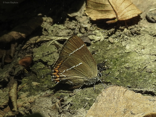 White-letter Hairstreak