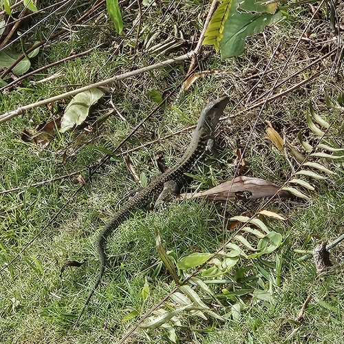 Common Puerto Rican Ameiva