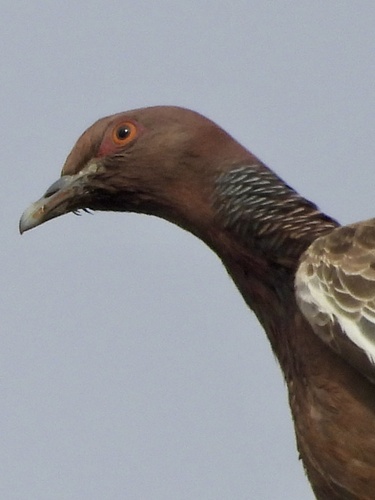 Picazuro Pigeon