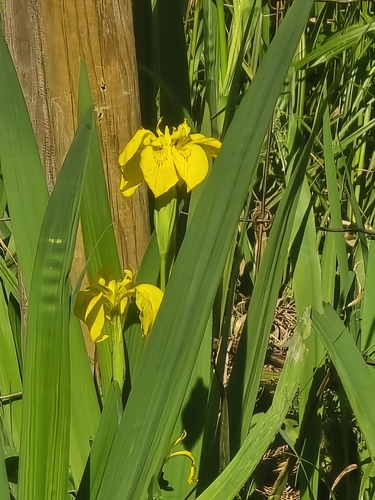 Yellow Iris