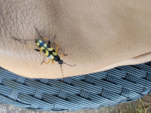 Spotted Longhorn Beetle
