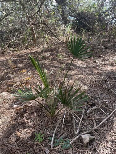 Mediterranean fan palm