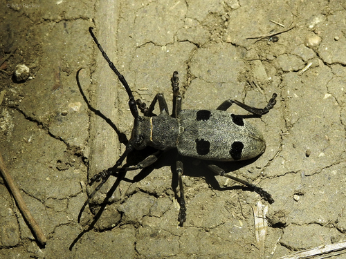 Morimus funereus