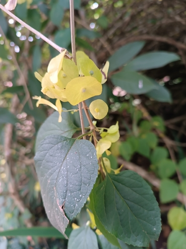 Chinese Hat Plant