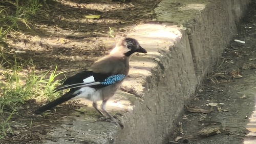 Eurasian Jay