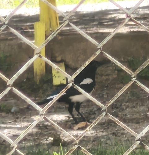 Eurasian Magpie