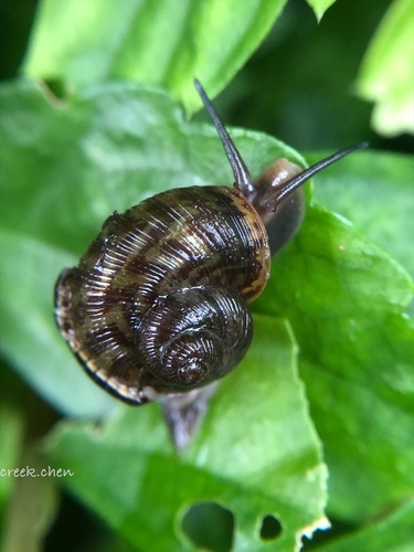 Cyclophorus formosaensis
