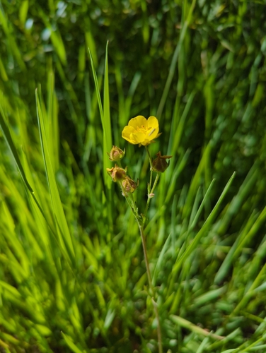 iNaturalist observation photo of slender cinquefoil