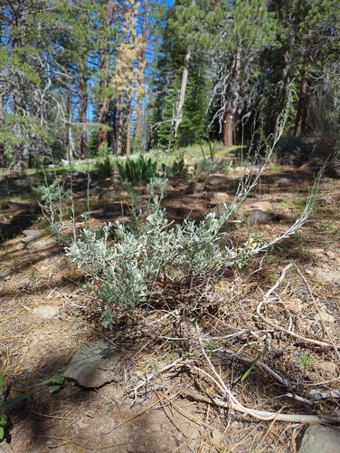 iNaturalist observation photo of wormwoods and sagebrushes