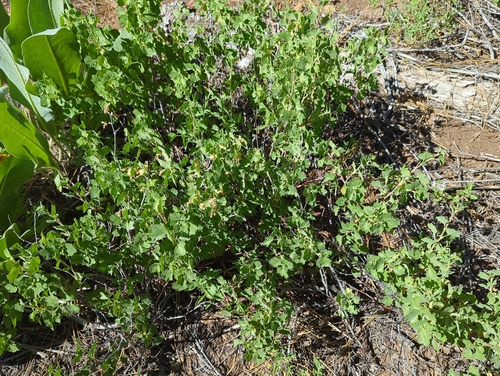 iNaturalist observation photo of currants and gooseberries