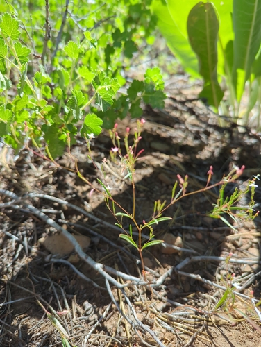 iNaturalist observation photo of evening primrose family
