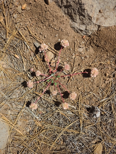 iNaturalist observation photo of Dicots