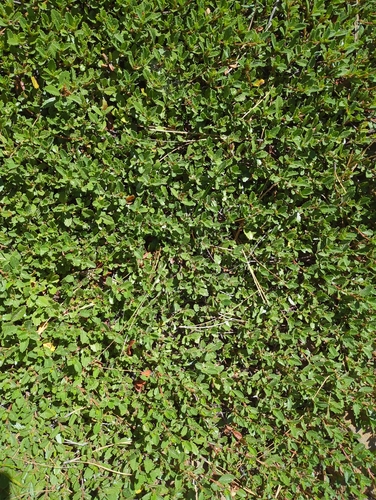 iNaturalist observation photo of Mahala mat