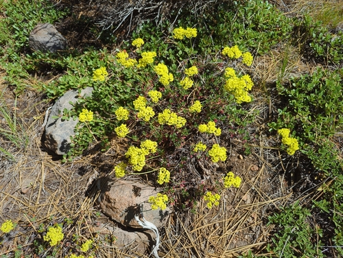 iNaturalist observation photo of sulfur buckwheat
