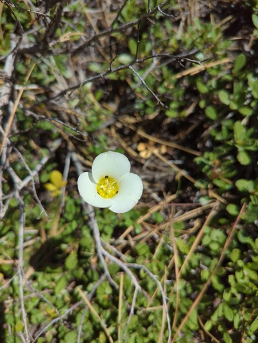 iNaturalist observation photo of Leichtlin's Mariposa Lily