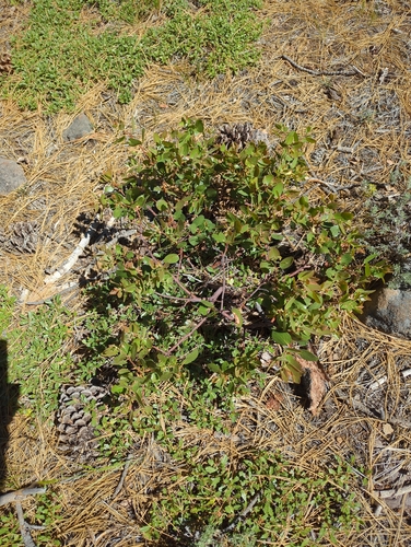 iNaturalist observation photo of bearberries and manzanitas