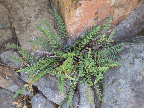 iNaturalist observation photo of lace lip fern