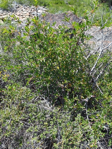 iNaturalist observation photo of Dicots