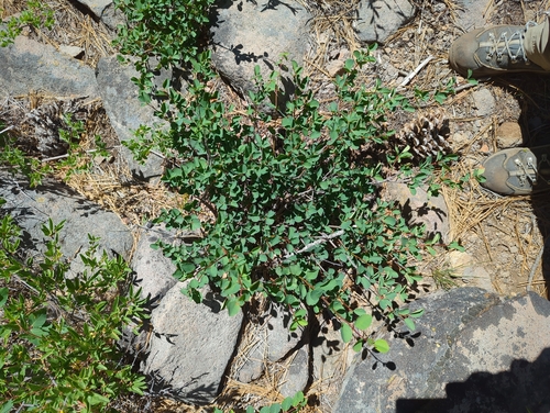 iNaturalist observation photo of Dicots
