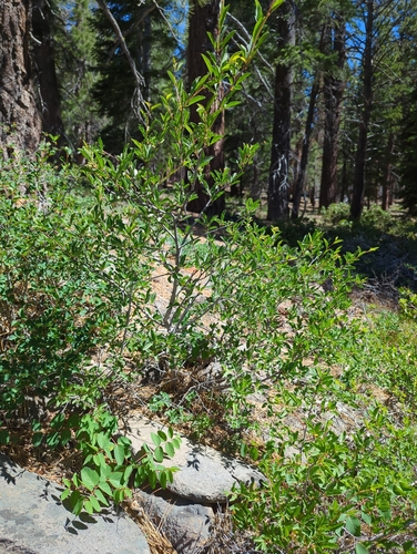 iNaturalist observation photo of Bitter cherry
