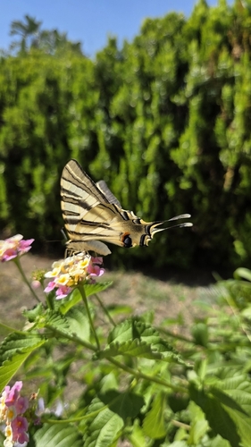 Iberian Scarce Swallowtail