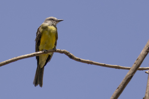 Tropical Kingbird