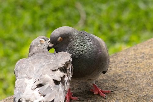 Rock Pigeon