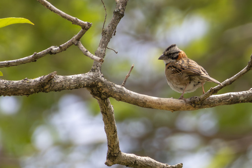 Rufous-collared Sparrow