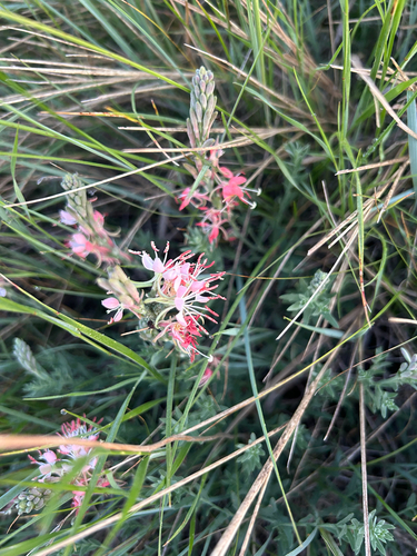 Scarlet Beeblossom