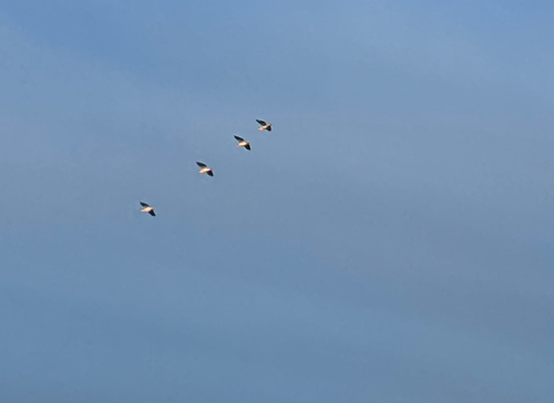 American White Pelican