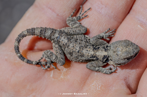Roughtail Rock Agama