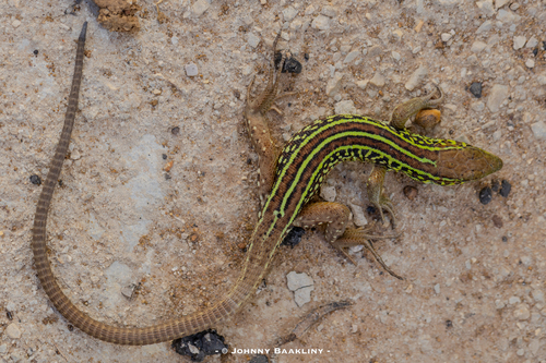 Medium Lizard