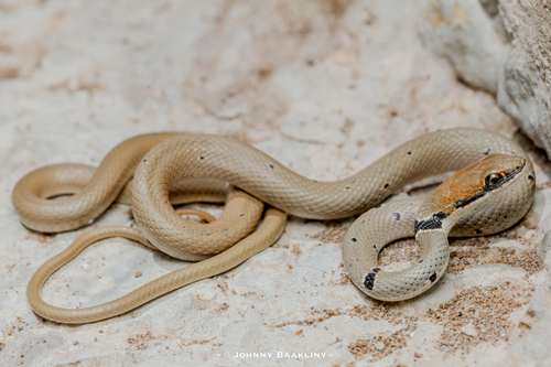 Red Whip Snake