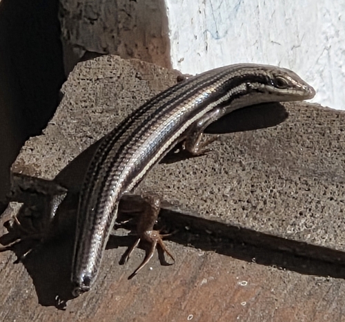 Red-sided Skink