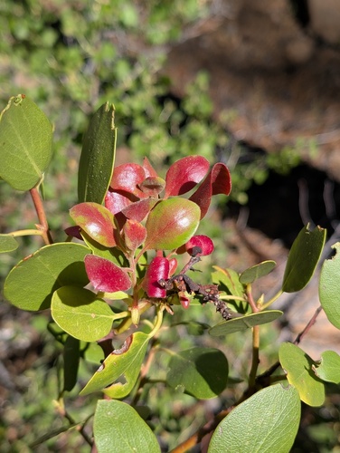 iNaturalist observation photo of Manzanita Leafgall Aphid