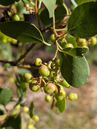 iNaturalist observation photo of greenleaf manzanita