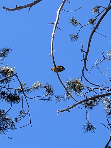 iNaturalist observation photo of Western Tanager